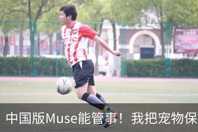 中国版Muse能管事！我把宠物保单、双11算价和周末旅行全交给了灵光2.0